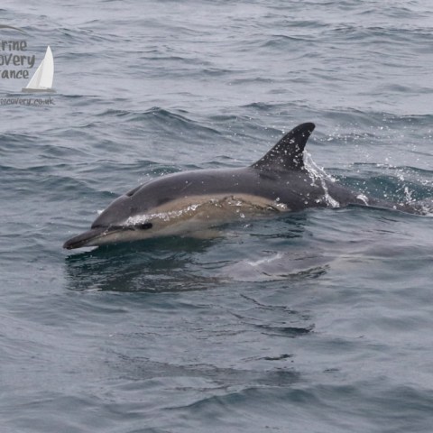 common dolphin