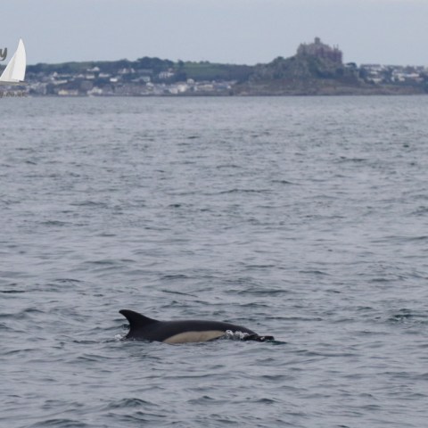 common dolphin and Mount