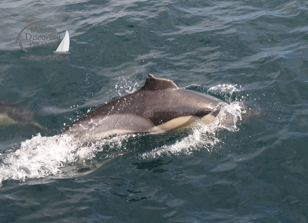 common dolphin with damaged fin