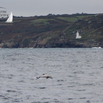 common dolphin leaping