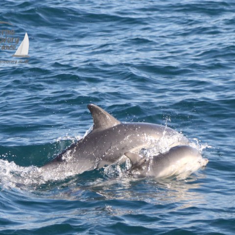 common dolphin mum and calf