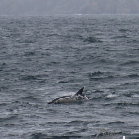 common dolphin