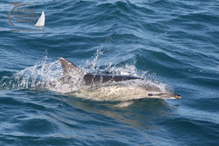 common dolphinr