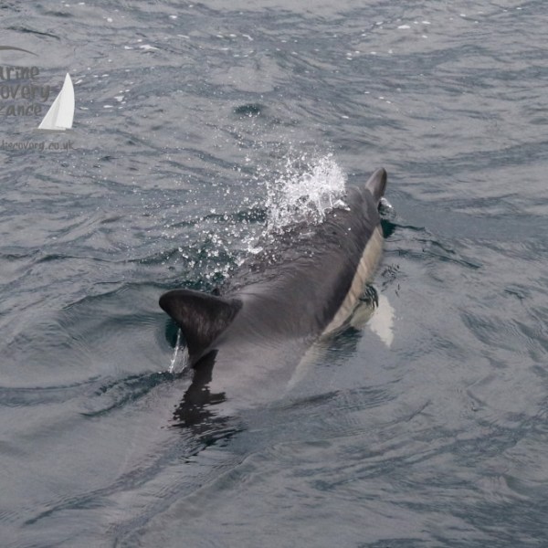 common dolphin