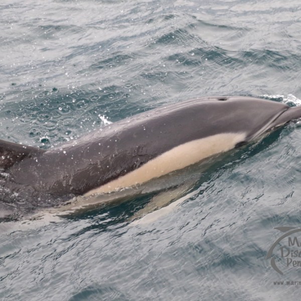 common dolphin