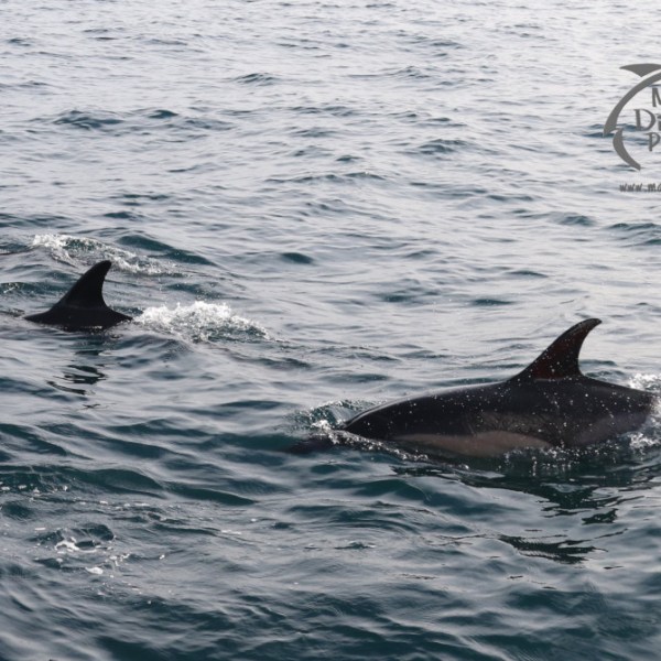 common dolphins
