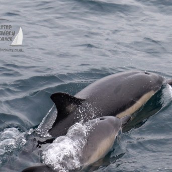 common dolphins