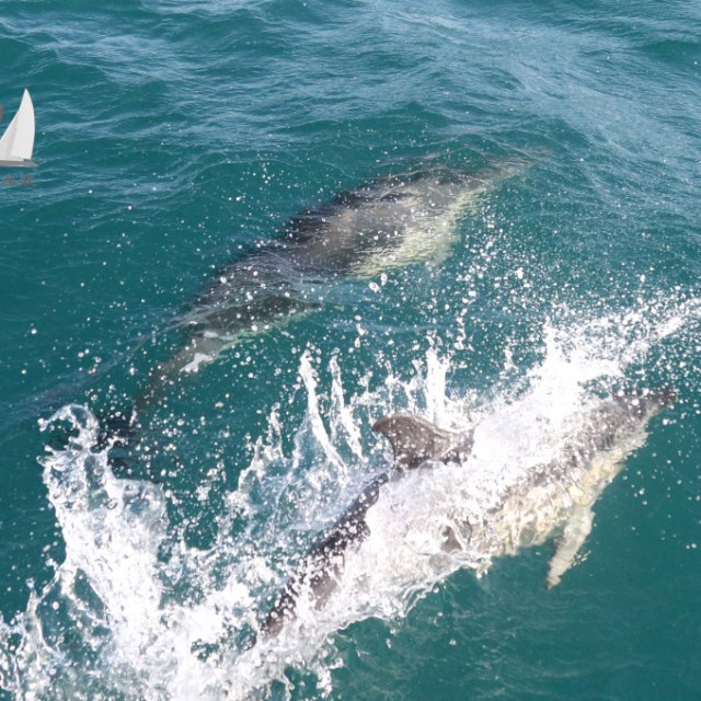 common dolphins