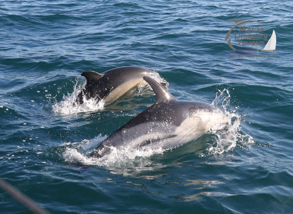 common dolphins