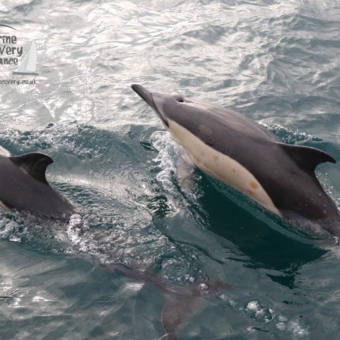 common dolphins