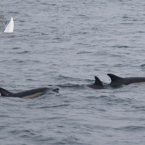a dolphin swimming in a body of water