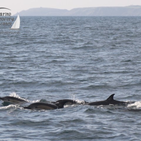 common dolphins