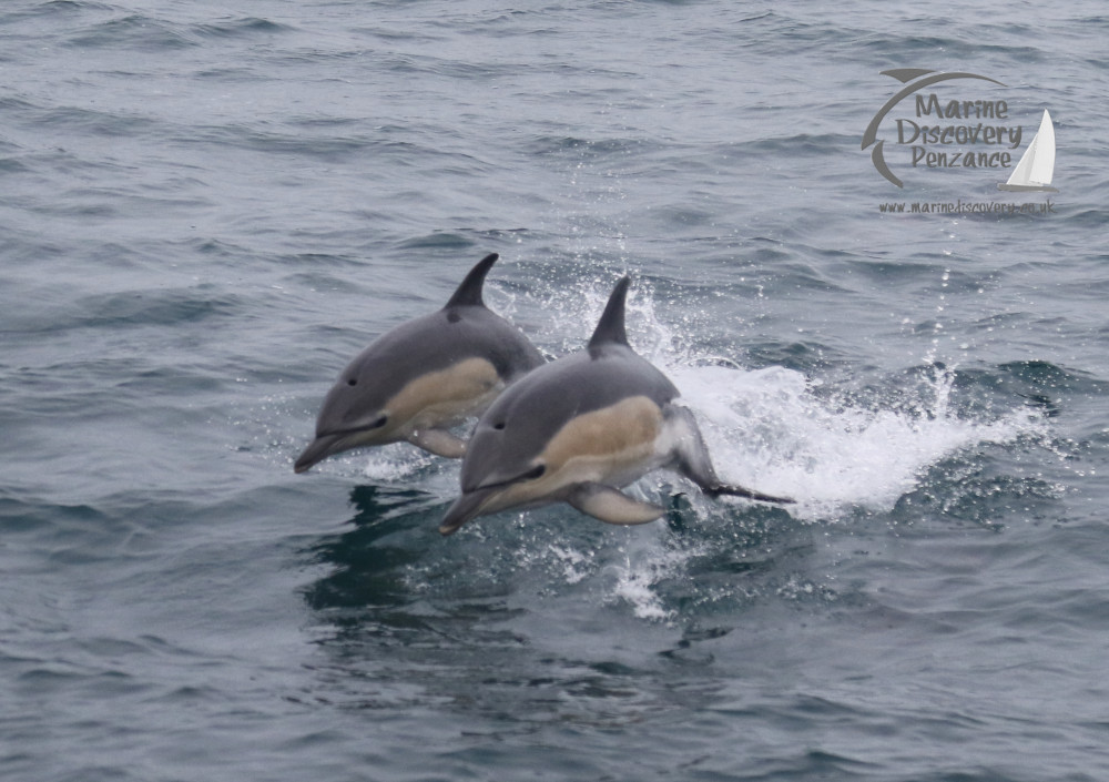 common dolphins leaping