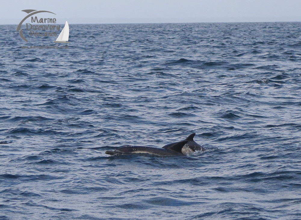 common dolphins