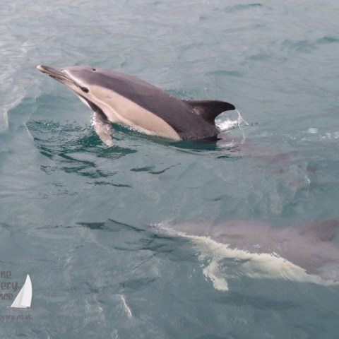 common dolphins