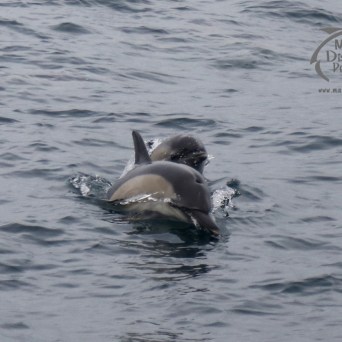 common dolphins