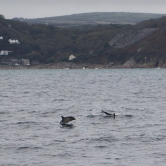 common dolphins