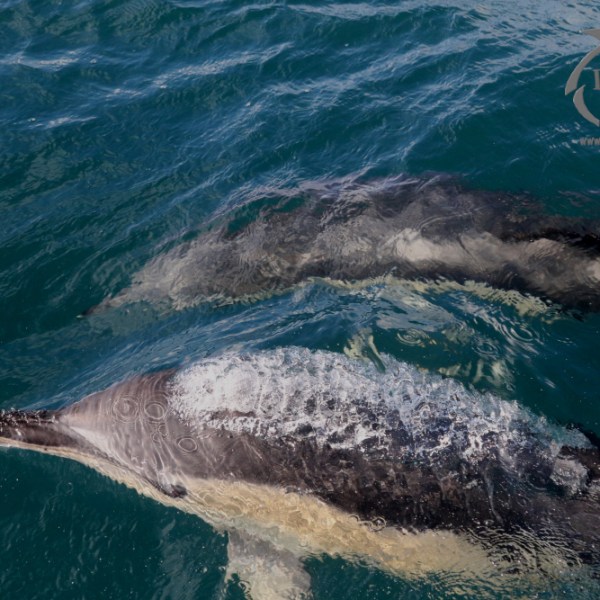 common dolphins