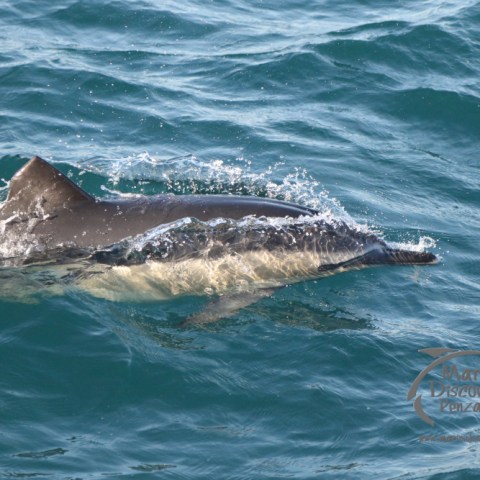 dolphin with damaged fin