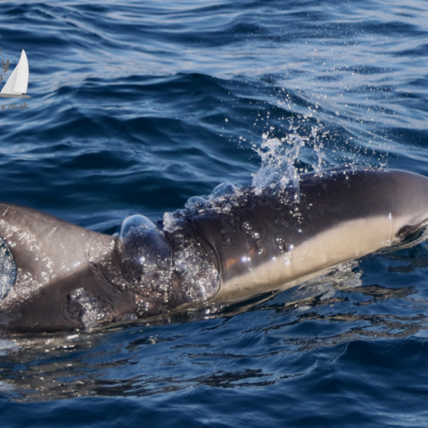 common dolphin