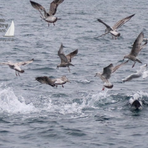 feeding gulls and tuna