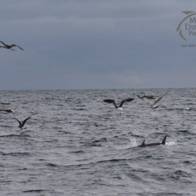 feeding seabirds and tuna