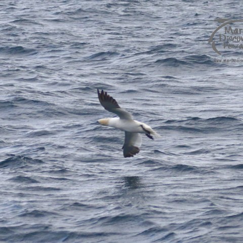 gannet