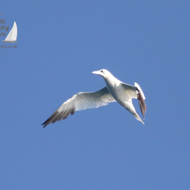 a bird flying in the sky