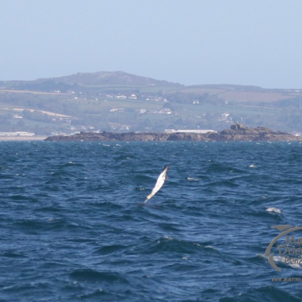 diving gannet