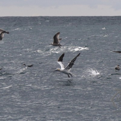 gannet