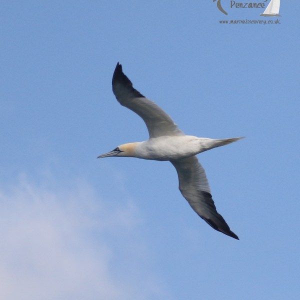 gannet