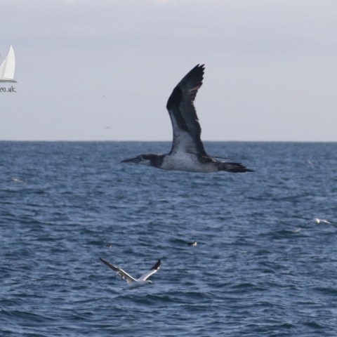 gannet