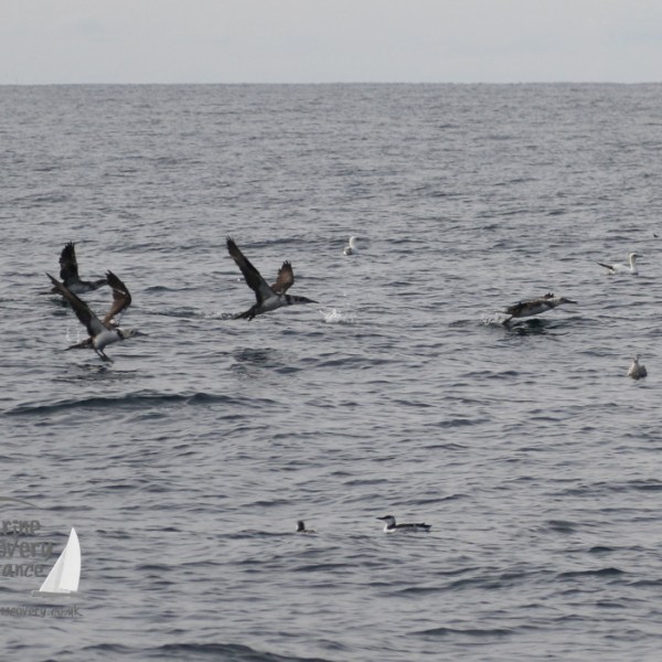 gannets and guillemots