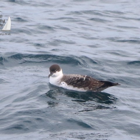 great shearwater