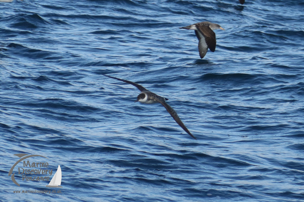 great shearwater