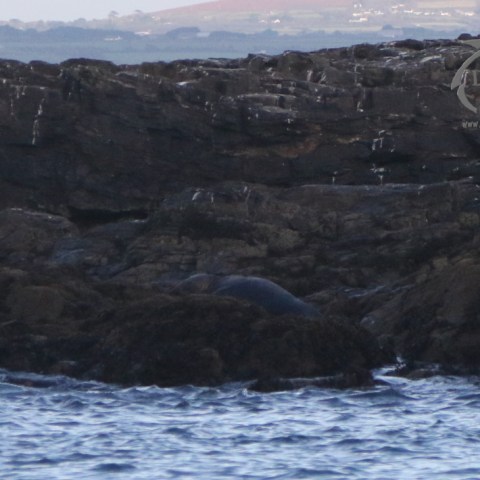 grey seal