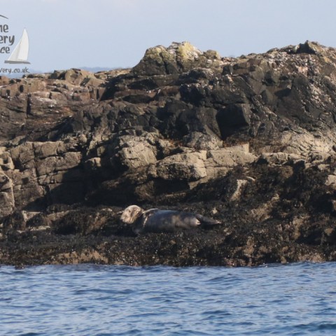 grey seal