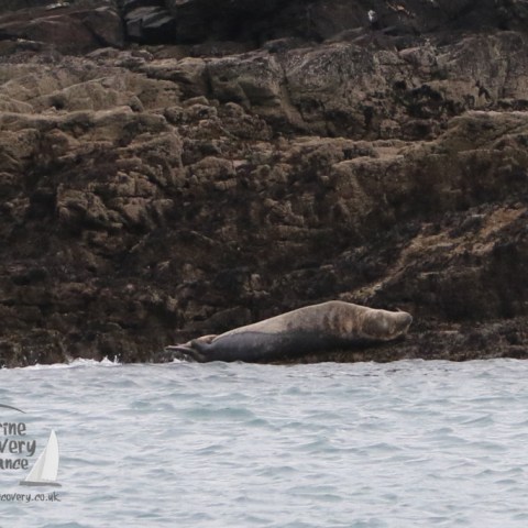 grey seal