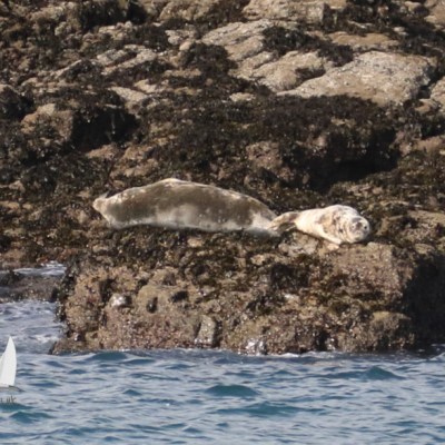 grey seals