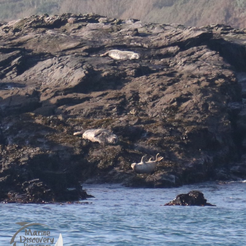 grey seals