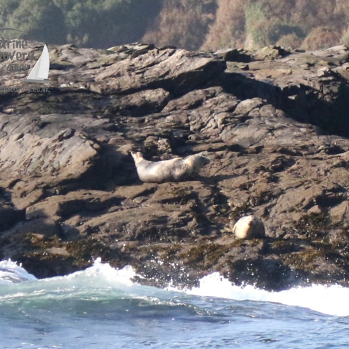 grey seals