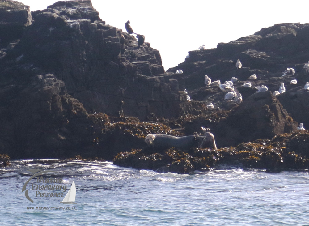 grey seals