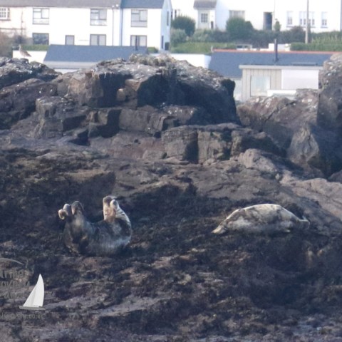 grey seals