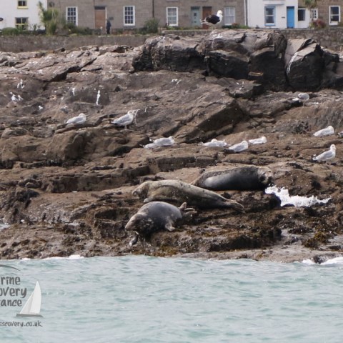 grey seals