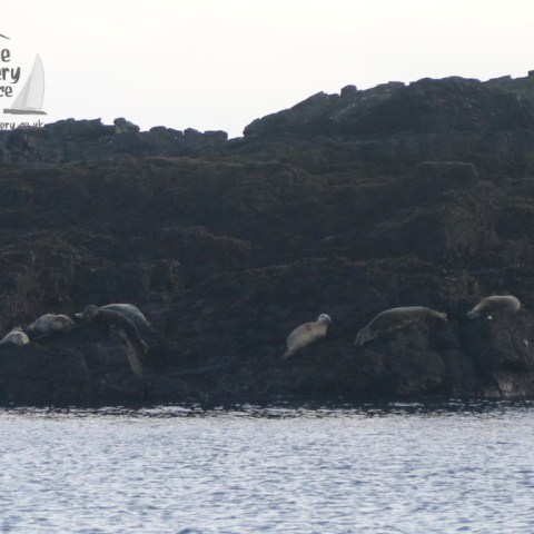 grey seals