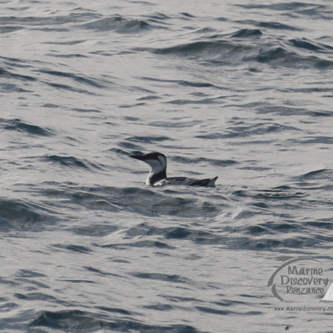 guillemot