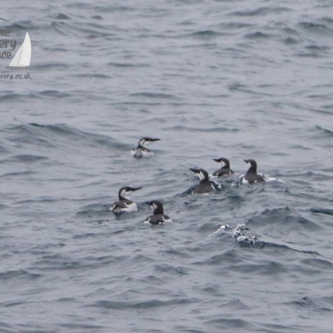 guillemots