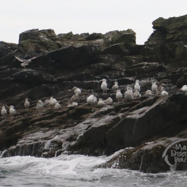 gulls on the island