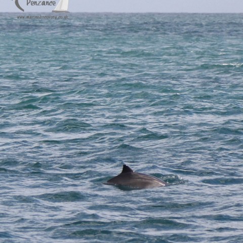 harbour porpoise