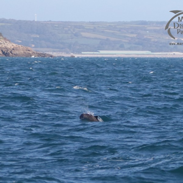 harbour porpoise